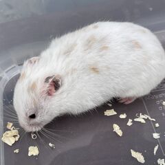 ★ ゴールデンハムスター 白 元気 室内 ケージ 飼い ハムスター