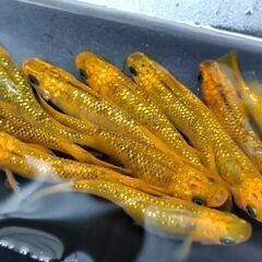 🍀メダカ🍀　黄色ラメ　11匹　600円