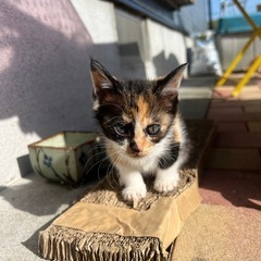 里親探してます