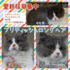 😻ブリティッシュロングヘア😻ハチワレ🐈‍⬛4カ月男のコ👀左目白濁...