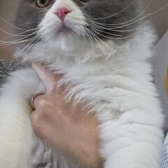 里親様決定 ｱﾘｶﾞﾄｳｺﾞｻﾞｲﾏｼﾀ!!😻ブリティッシュロングヘア😻ハチワレ🐈‍⬛4カ月男のコ👀左目白濁あり視力問題なし✨ − 愛知県