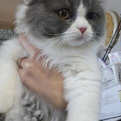 里親様決定 ｱﾘｶﾞﾄｳｺﾞｻﾞｲﾏｼﾀ!!😻ブリティッシュロングヘア😻ハチワレ🐈‍⬛4カ月男のコ👀左目白濁あり視力問題なし✨ - 猫