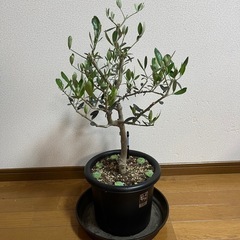 オリーブ