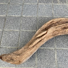 流木　60センチの画像