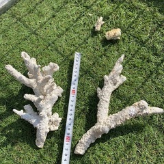 海水水槽器具・中身一式の画像