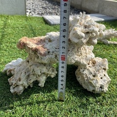 海水水槽器具・中身一式の画像