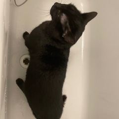 黒猫 1歳