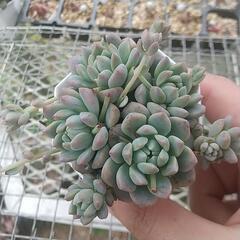 多肉植物 プロリフィカの画像