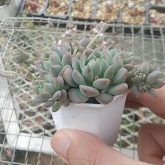 多肉植物 プロリフィカの画像