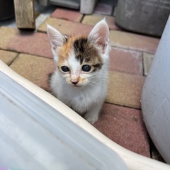 里親になってくれる方