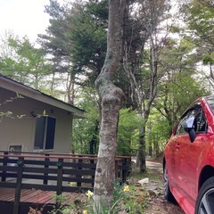 あげます　薪　庭木　伐採　　木材　材木　広葉樹　針葉樹　DIY ...
