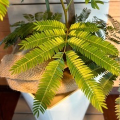 観葉植物 エバーフレッシュ お取引中