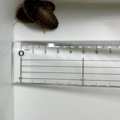 デュビア(アルゼンチンモリゴキブリ)の画像