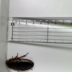 デュビア(アルゼンチンモリゴキブリ)の画像