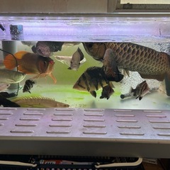 ポリプテルス譲ってください