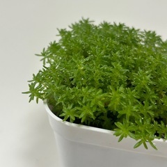 多肉植物　森村万年草　
