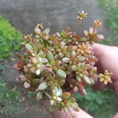 紅稚児 多肉植物の画像