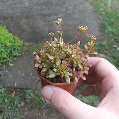 紅稚児 多肉植物の画像