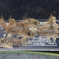 【Lサイズ】 コリドラス レナの画像