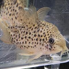 【Lサイズ】 コリドラス レナの画像