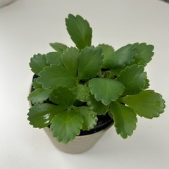 子宝草　コダカラソウ