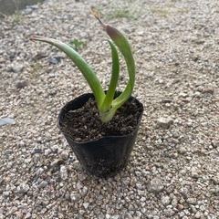 アロエ