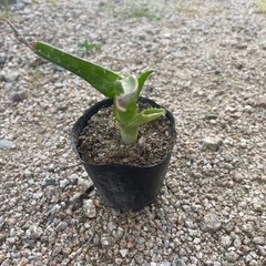 アロエの画像