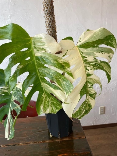 モンステラ　ホワイトタイガー