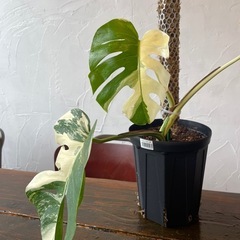 モンステラ　ホワイトタイガーの画像
