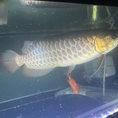 引っ越しの為、熱帯魚お譲りします。