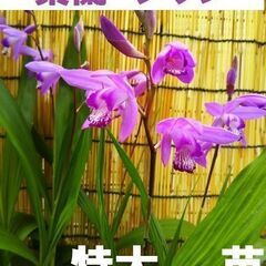 シラン　紫蘭　２株～　抜き苗　特大苗　紫