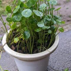 ウォーターコイン水草