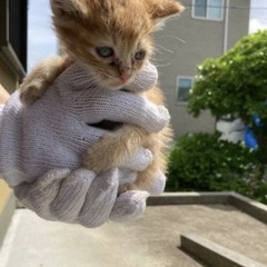 里親募集　（子猫）