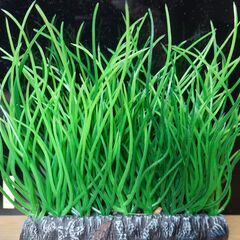 🐟人工水草　500円（2つで）の画像