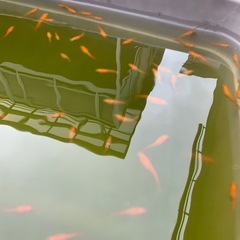 楊貴妃メダカ　選別漏れの画像