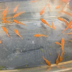 楊貴妃メダカ　選別漏れの画像