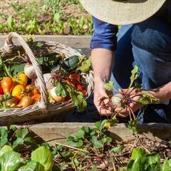 家庭菜園してる方いませんか🍅