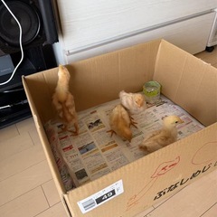 ♀ かわいいひよこ　4羽