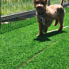 トイプードルのみぃ太郎 - 犬