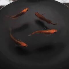 メダカ　竜章鳳姿　屋外　ビオトープの画像