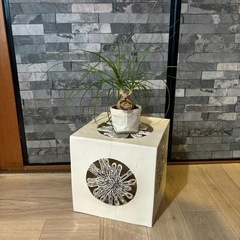 観葉植物 トックリラン 27cm　ミニサイズ