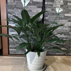 観葉植物　70cm