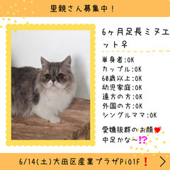 里親募集中！生後6ヶ月足長ミヌエット♀(⋈◍＞◡＜◍)。✧…