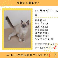 里親募集中！生後2ヶ月ラグドール♀(⋈◍＞◡＜◍)。✧♡ 