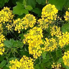 【相模原、ヨガ】お久しぶりです。6月1日(日)8:45〜