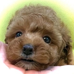 めちゃ可愛いタイニープードル✨土日限定プライス13万円でお…