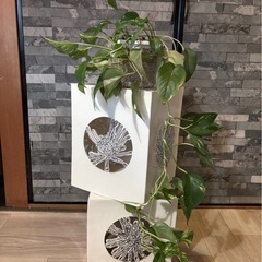 お譲り先決まりました　観葉植物 ポトス 70cm 差し上げます
