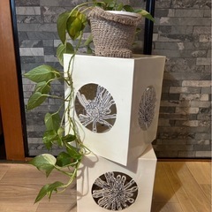 お譲り先決まりました　観葉植物 ポトス 70cm 差し上げますの画像