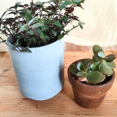 ブライダルベール　金のなる木　植物　苗　観葉植物