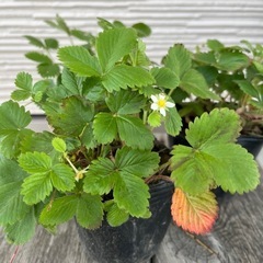 ワイルドストロベリー🍓ポット苗
